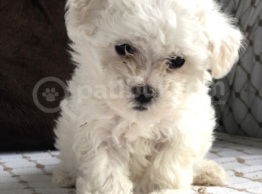 İstanbul Tatlı Maltes Terrier Yavruları