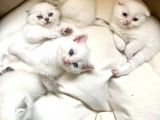 Scottish Fold British Shorthair Beyaz Yavru Melekler