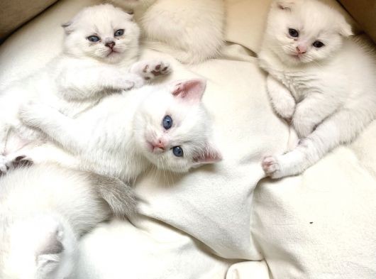 Scottish Fold British Shorthair Beyaz Yavru Melekler görsel