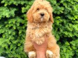 Orijinal Maltipoo Erkek Yavrumuz