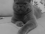 Küçük Burun British Kedi