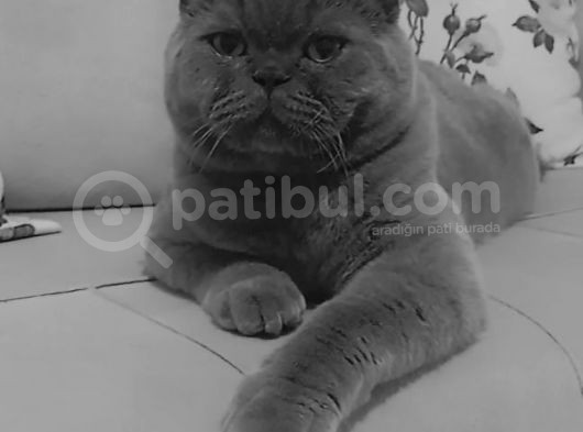 Küçük Burun British Kedi görsel