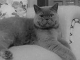 Küçük Burun British Kedi