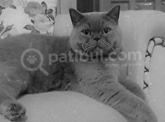 Küçük Burun British Kedi görsel