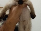 2 Aylık Erkek Siyam (Kırık Kuyruk)