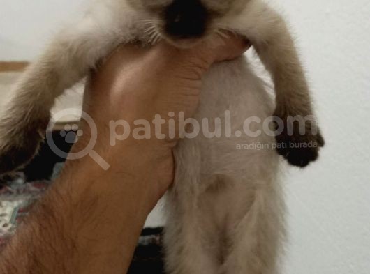 2 Aylık Erkek Siyam (Kırık Kuyruk) görsel