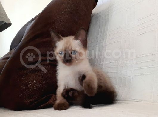 2 Aylık Erkek Siyam (Kırık Kuyruk) Pazarlık Payı Var görsel