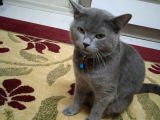 İstanbul Brittish Shorthair Yavrumuz