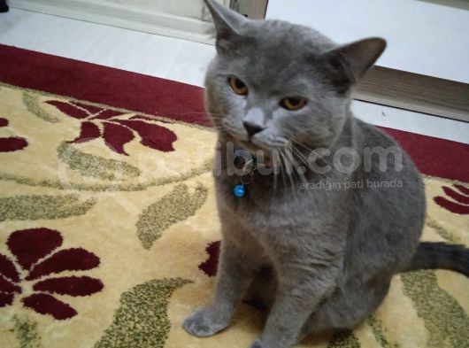 İstanbul Brittish Shorthair Yavrumuz görsel
