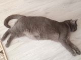 İstanbul Brittish Shorthair Yavrumuz