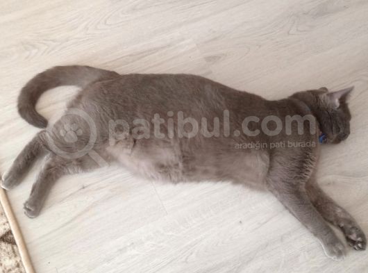 İstanbul Brittish Shorthair Yavrumuz görsel