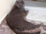 İstanbul Brittish Shorthair Yavrumuz