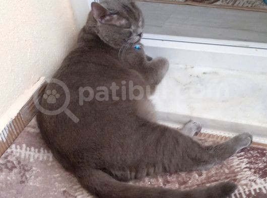 İstanbul Brittish Shorthair Yavrumuz