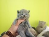 British Shorthair Yavruları
