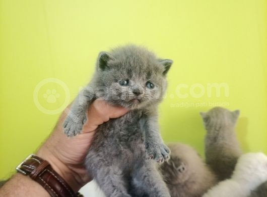 British Shorthair Yavruları görsel