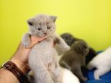 British Shorthair Yavruları