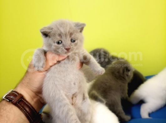 British Shorthair Yavruları görsel