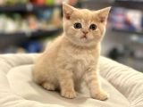 Irk Ve Sağlık Garantili British Shorthair