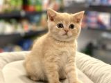 Irk Ve Sağlık Garantili British Shorthair