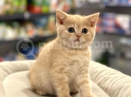 Irk Ve Sağlık Garantili British Shorthair