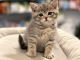Irk Ve Sağlık Garantili British Shorthair