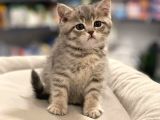 Irk Ve Sağlık Garantili British Shorthair