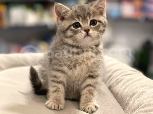 Irk Ve Sağlık Garantili British Shorthair görsel