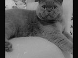 Küçük Burun British Kedi