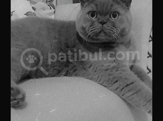 Küçük Burun British Kedi