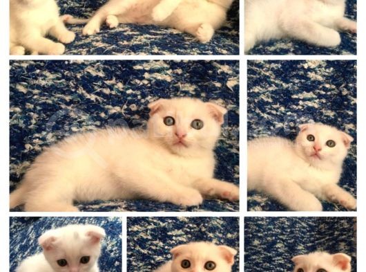 Beyaz Scottish Fold Renkli Gözlü görsel