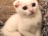 Beyaz Scottish Fold Renkli Gözlü