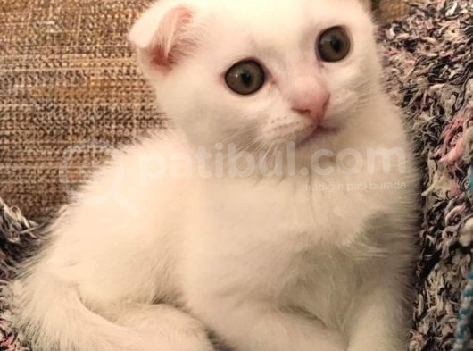 Beyaz Scottish Fold Renkli Gözlü görsel