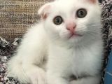 Beyaz Scottish Fold Renkli Gözlü