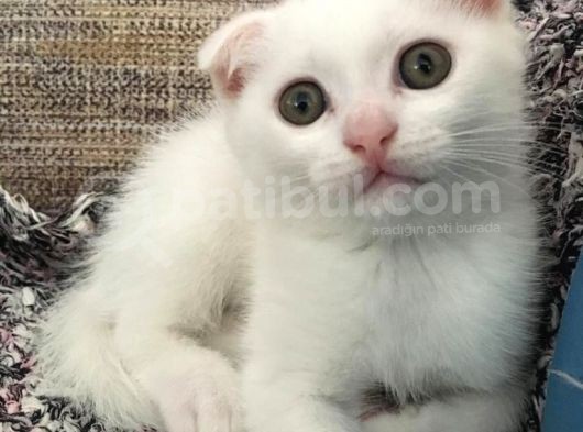 Beyaz Scottish Fold Renkli Gözlü görsel