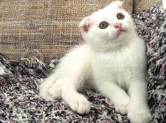 Beyaz Scottish Fold Renkli Gözlü görsel