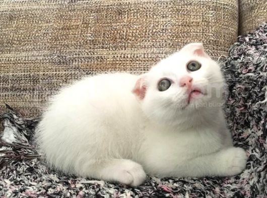 Beyaz Scottish Fold Renkli Gözlü görsel