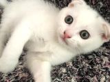 Beyaz Scottish Fold Renkli Gözlü
