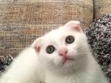 Beyaz Scottish Fold Renkli Gözlü
