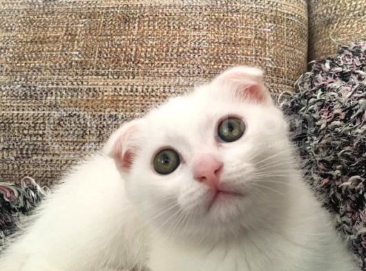 Beyaz Scottish Fold Renkli Gözlü görsel