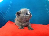 Hatay Scottish Fold