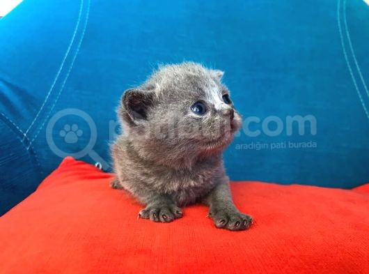 Hatay Scottish Fold görsel