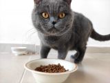 Hatay Scottish Fold