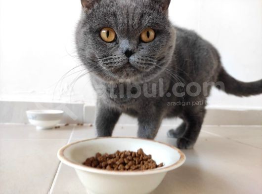 Hatay Scottish Fold görsel