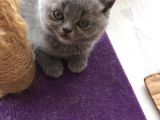 Dişi British Shorthair 2.5 Aylık İstanbul
