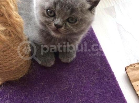 Dişi British Shorthair 2.5 Aylık İstanbul
