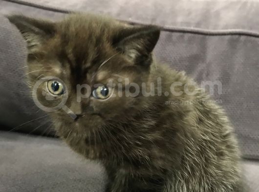 İstanbul Siyah British görsel