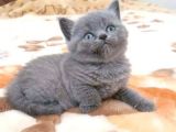 Dişi British Shorthair 2.5 Aylık İstanbul