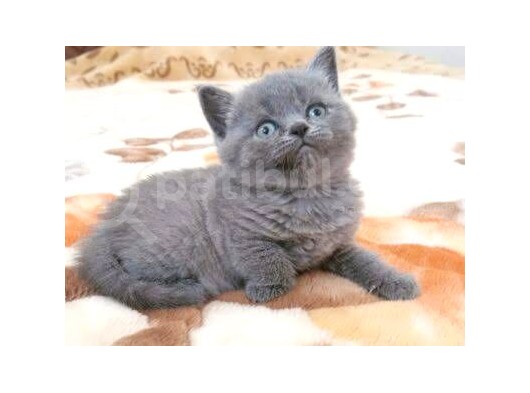 Dişi British Shorthair 2.5 Aylık İstanbul görsel