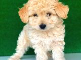 2.5 Aylık Erkek Maltipoo Yavrumuz İstanbul
