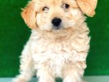 2.5 Aylık Erkek Maltipoo Yavrumuz İstanbul